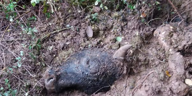 Korkunç olay! Köye inen ayılar parçaladı