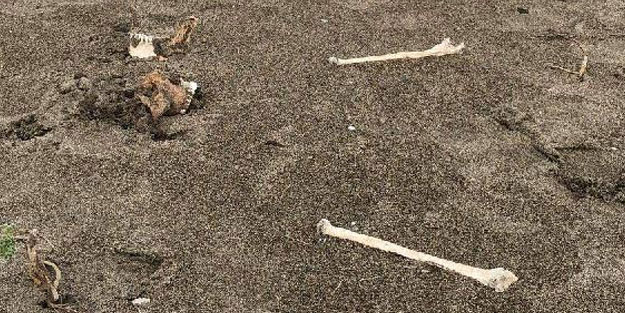 Korkunç olay! Kumsalda yürürken, insan kafatası ve kemikleri buldular
