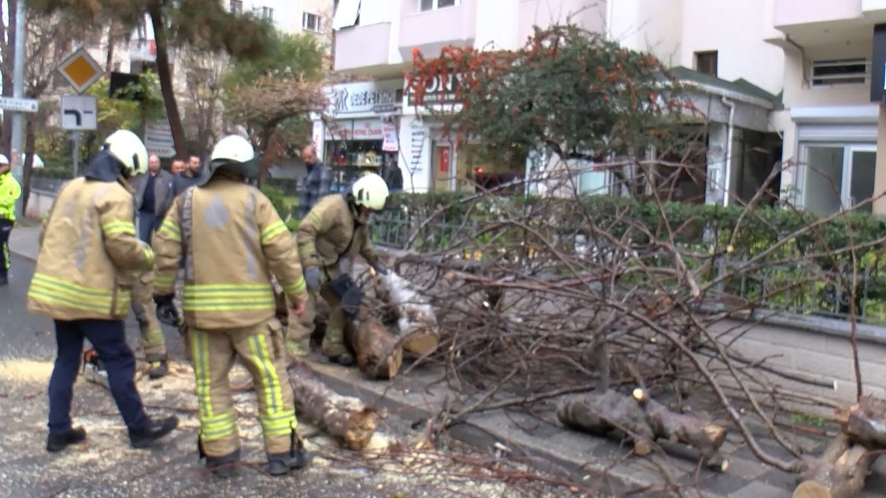 Korkunç olay! Seyir halindeki cipin üzerine ağaç devrildi