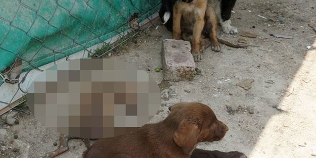 Korkunç vahşet! Bu nasıl insanlık