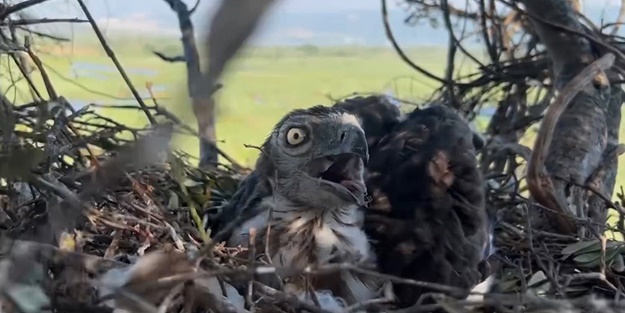 Korkusuzca kartal yuvasına tırmanıp yavrularını görüntüledi