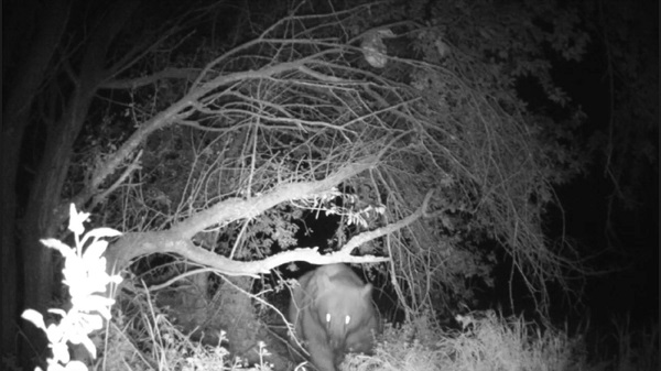 Korkusuzca takip etti! Yuvasında böyle görüntülendi