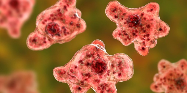 Korkutan açıklama geldi: Beyin yiyen amip Türkiye'de de var