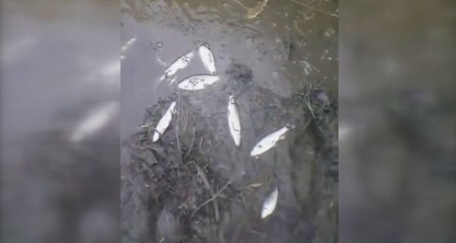 Korkutan balık ölümleri