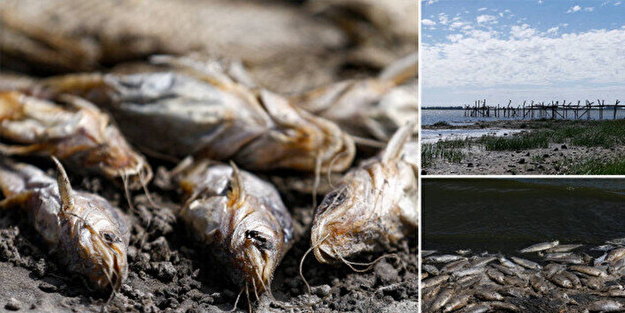 Korkutan doğa olayı: Binlercesi kıyıya vuruyor!