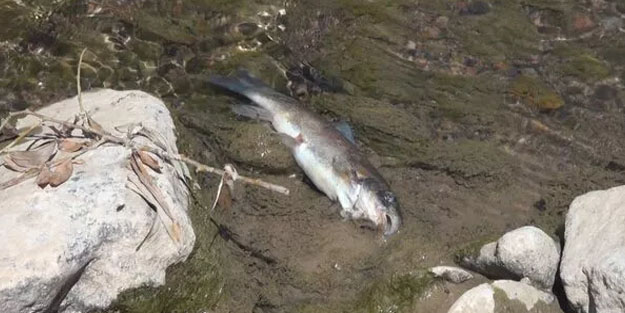 Korkutan görüntü: Balıklar bir bir ölüyor! Kimyasal iddiası