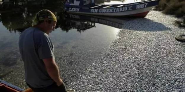 Korkutan görüntü! Binlercesi sahile vurdu