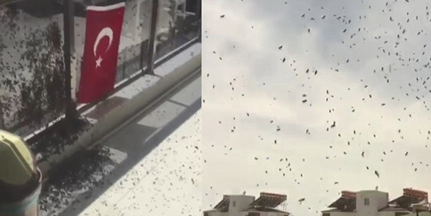 Korkutan görüntü! Çekirgeden sonra bir istila daha