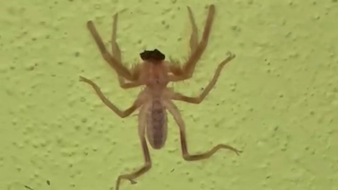 Korkutan görüntü! Et yiyen zehirli ‘sarıkız’ örümceği ortaya çıktı