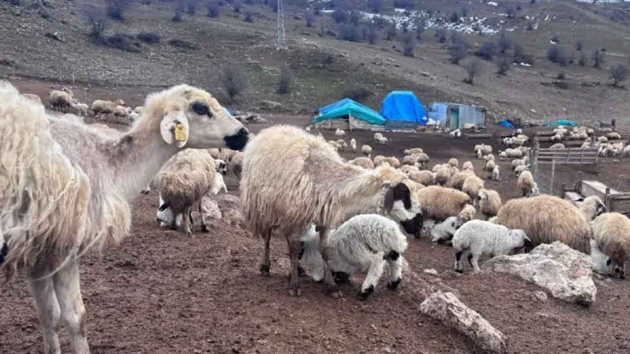 Korkutan kuzu ölümlerinde ilk bulgular paylaşıldı! Erzincan Valiliği yüreklere su serpti!