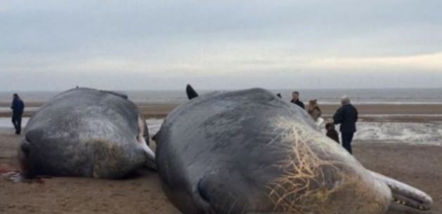 İngiltere'de dev balinalar karaya vurdu