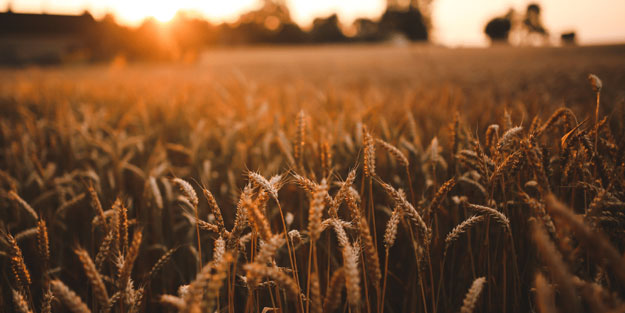 Korkutan tahıl koridoru açıklaması: Milyonlarca insan açlıkla karşı karşıya