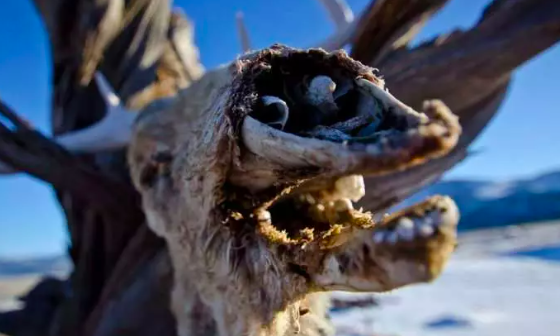 Korkutan uyarı... Uzmanlar alarma geçti! Zombi hastalığı geliyor