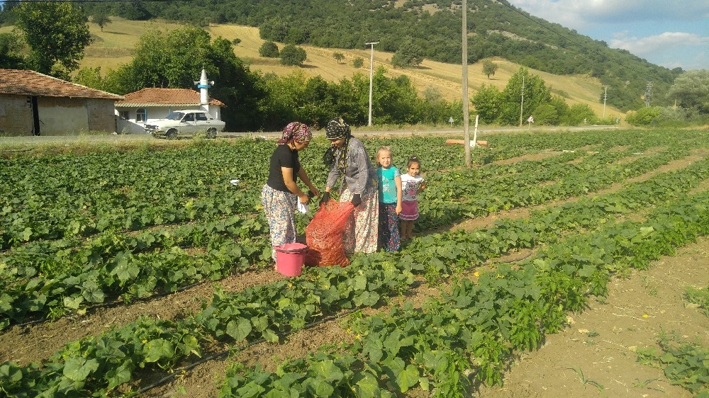 Kornişon üretimindeki artış Sındırgılı çiftçiyi sevindirdi 