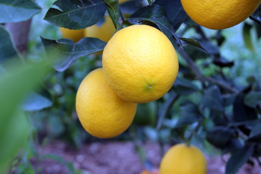 Korona, limon fiyatlarını fırlattı 
