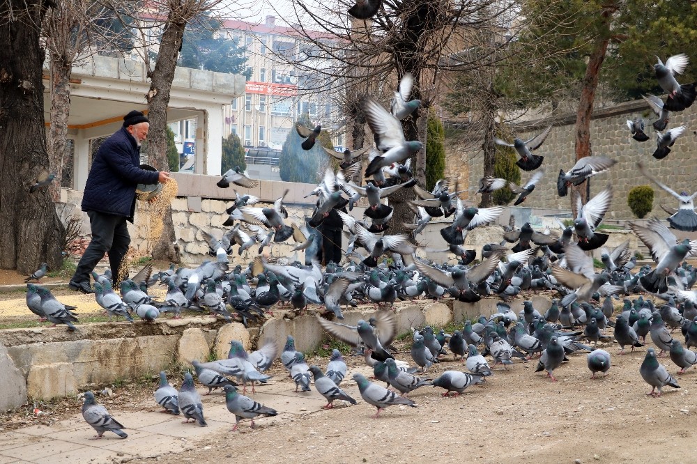 Korona virüs güvercinleri de etkiledi 