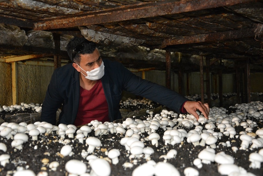 Korona virüs mantar üretimine engel olmadı 