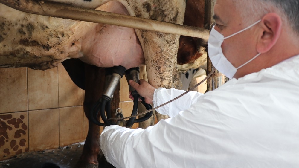 Korona virüs süt üreticisinin hızını kesemedi 