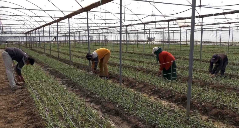 Korona virüs tehdidine rağmen Avrupa için karanfil üretiyorlar 
