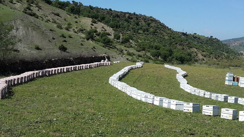 Korona virüsü fırsat bulan hırsızlar 60 kovan arı çaldı 