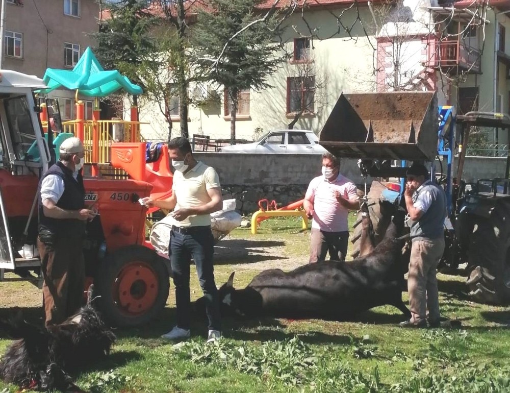Korona virüsün bitmesi için kurban kesip dua ettiler 