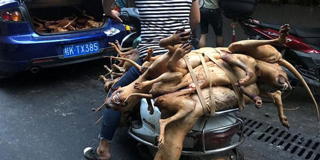 Koronavirüs akıllarını başlarına getirmedi! Köpek eti festivali başladı