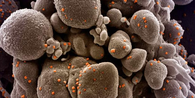 Koronavirüs aşısı mutasyonu engeller mi?