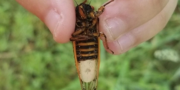 Koronavirüs devam ederken bir tehlike daha! Zombi cinsi ortaya çıktı
