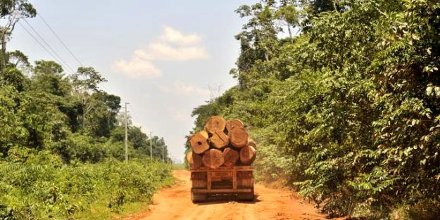 Koronavirüs döneminde orman katliamı yüzde 150 yükseldi