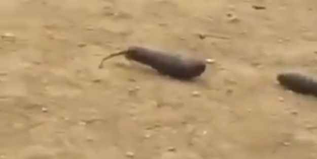 Koronavirüs ile boğuşurken bir de bu oldu! Gökten patlıcan yağdı