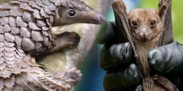 Koronavirüs ile ilgili flaş iddia! Ne pangolin ne de yarasa... İşte salgını başlatan hayvan