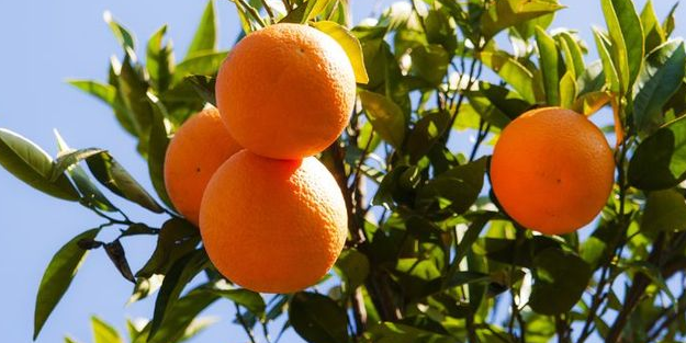 Koronavirüs nedeniyle C vitamini ürünlere olan talep arttı