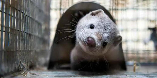 Koronavirüs nedeniyle milyonlarca vizonu öldürecekler