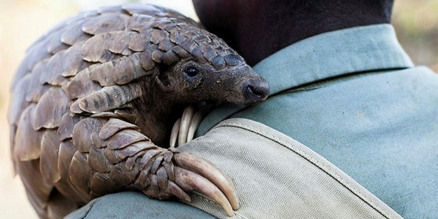 Koronavirüs 'pangolin'den mi bulaştı? Pangolin nasıl bir hayvan?