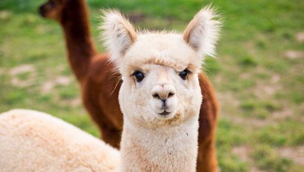 Koronavirüs tedavisinde son durum | Lama nedir?