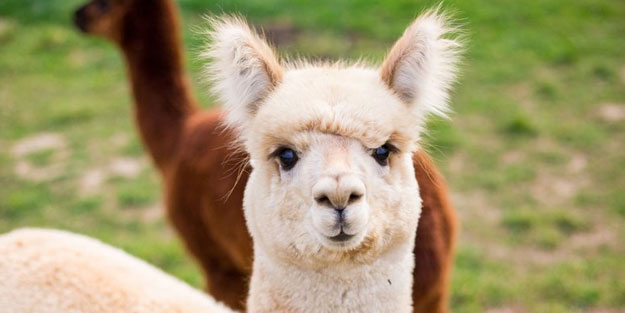 Koronavirüse karşı lama tedavisi