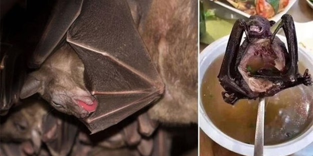 Koronavirüsle ilgili gizli belgeler ortaya çıktı: ABD ve Çin’in finanse ettiği deneyler…