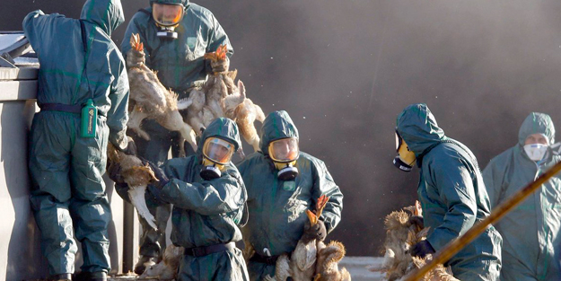 Koronavirüsle mücadele eden ülkede yeni panik! 93 bini itlaf edildi