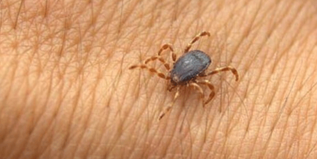 Koronavirüsle mücadele ederken başka hastalık patladı! 2 ilimizde ölüler var