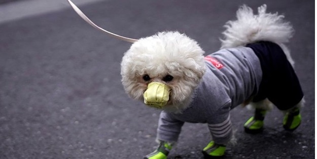 Koronavirüste ilk köpek ölümü gerçekleşti