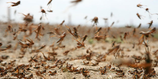 Koronavirüsten sonra beklenen felaket başladı! Ülke paniğe kapıldı