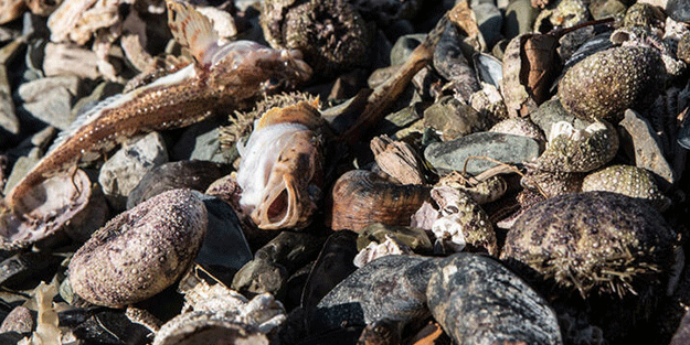 Koronavirüsü gölgede bıraktı! Binlercesi aynı anda...