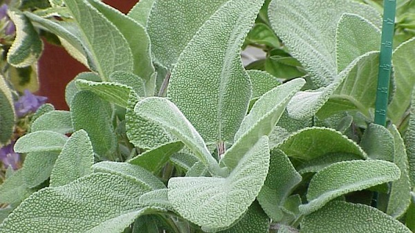 Koronavirüsü hangi bitkiler iyi geliyor?