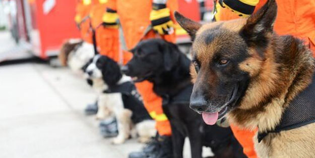 Koronavirüsü tespit etmek için köpekleri kullanacaklar