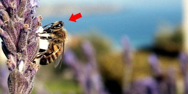 Koronavirüsün ardından ABD'de 