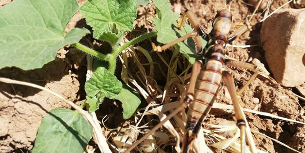 Koronavirüsün ardından dünyayı etkisi altına alması bekleniyordu! Bir ilimizde tehlike saçıyorlar