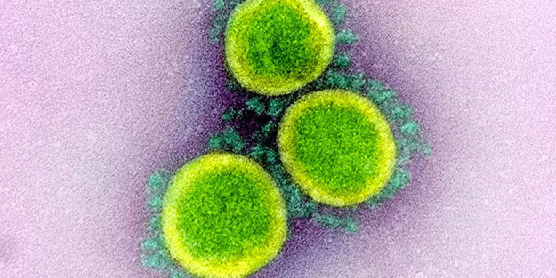 Koronavirüsün insan hücrelerinde yayılışı görüntülendi! Hızı şaşkınlığa yol açtı
