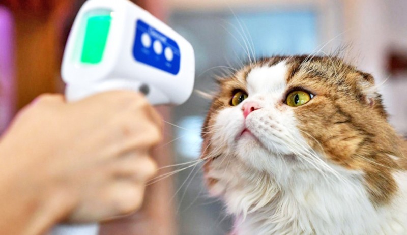 Koronavirüsün, kedilerde mutasyona uğramış şekli dünyada yaygınlaşıyor: Bu hastalığın tedavisi yok!