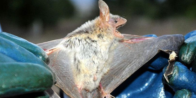 Koronavirüsün yeni bir dalına rastlandı