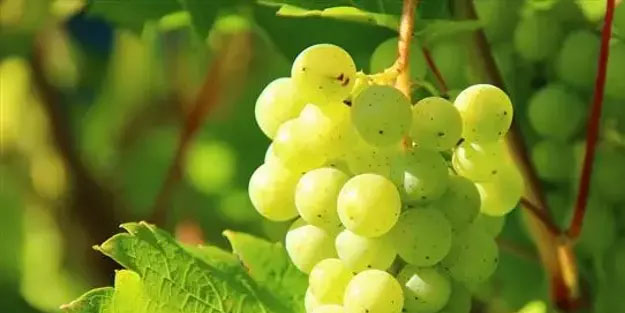 Koruk ekşisi tarifi: Koruk suyu, kansere kalkan oluyor!